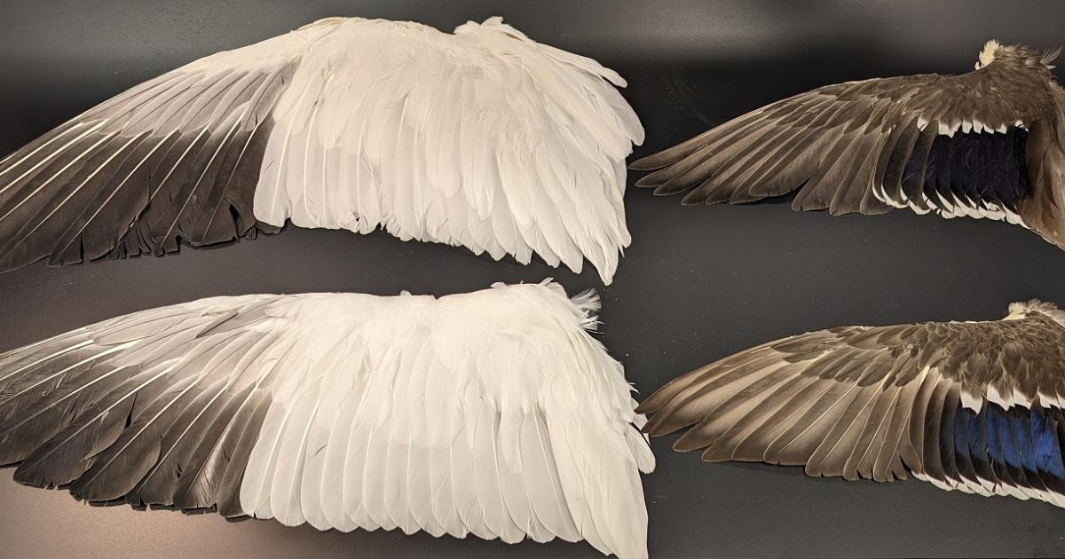 Link to Collections Bird Wing Prep Workshop